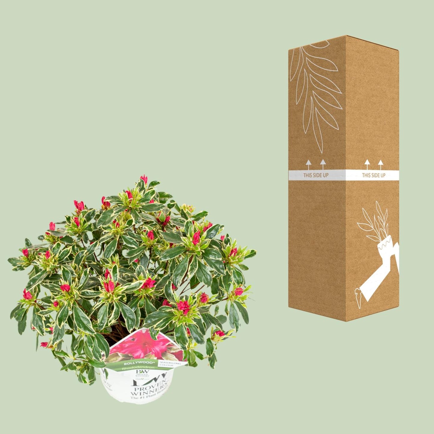 Rhododendron 'Bollywood' - Ø19cm - ↕30cm