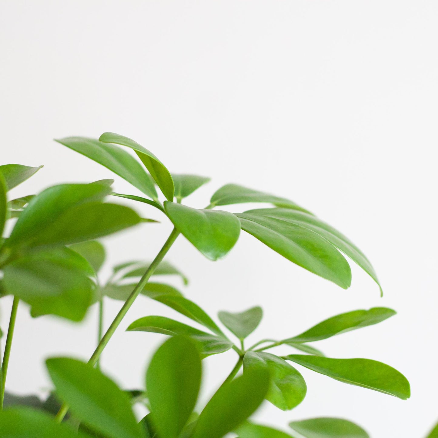 Schefflera Arab Nora mit Korb Sofia natur - 70cm - Ø21