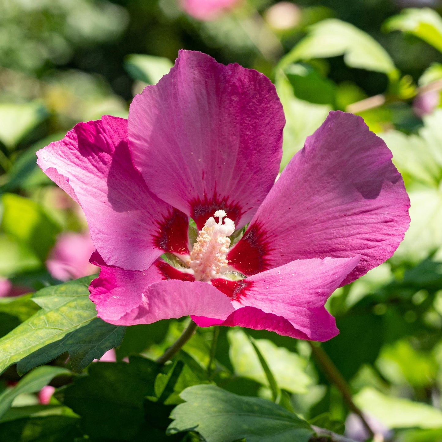 GreenboutiQ - Sträucher - Hibiscus syriacus Woodbridge - Blüte Rosa - 1 Pflanze - Laubabwerfend - Pflegeleicht - Topf 17cm Höhe 45cm