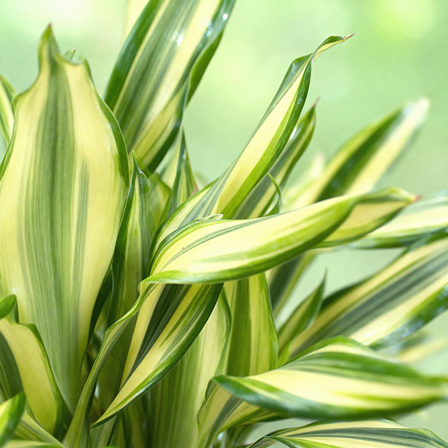 Green boutiQ - Zimmerpflanzen - Dracaena fragrans Diamond Dream - Drachenbaum - Wenig Pflege - mit Korb - Bunt - 2 Pflanzen - Topf 17cm - Höhe 50-55cm
