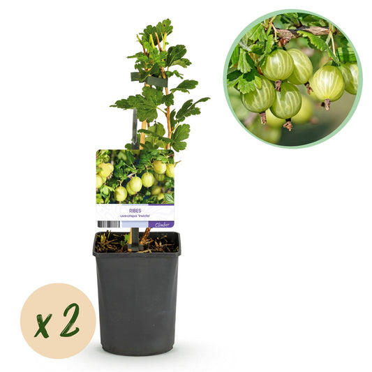 GreenboutiQ - Obstpflanze - Stachelbeere - Ribes uva-crispa Invicta - Grune Beere - 2 Pflanzen - Topf 11cm Höhe 40cm