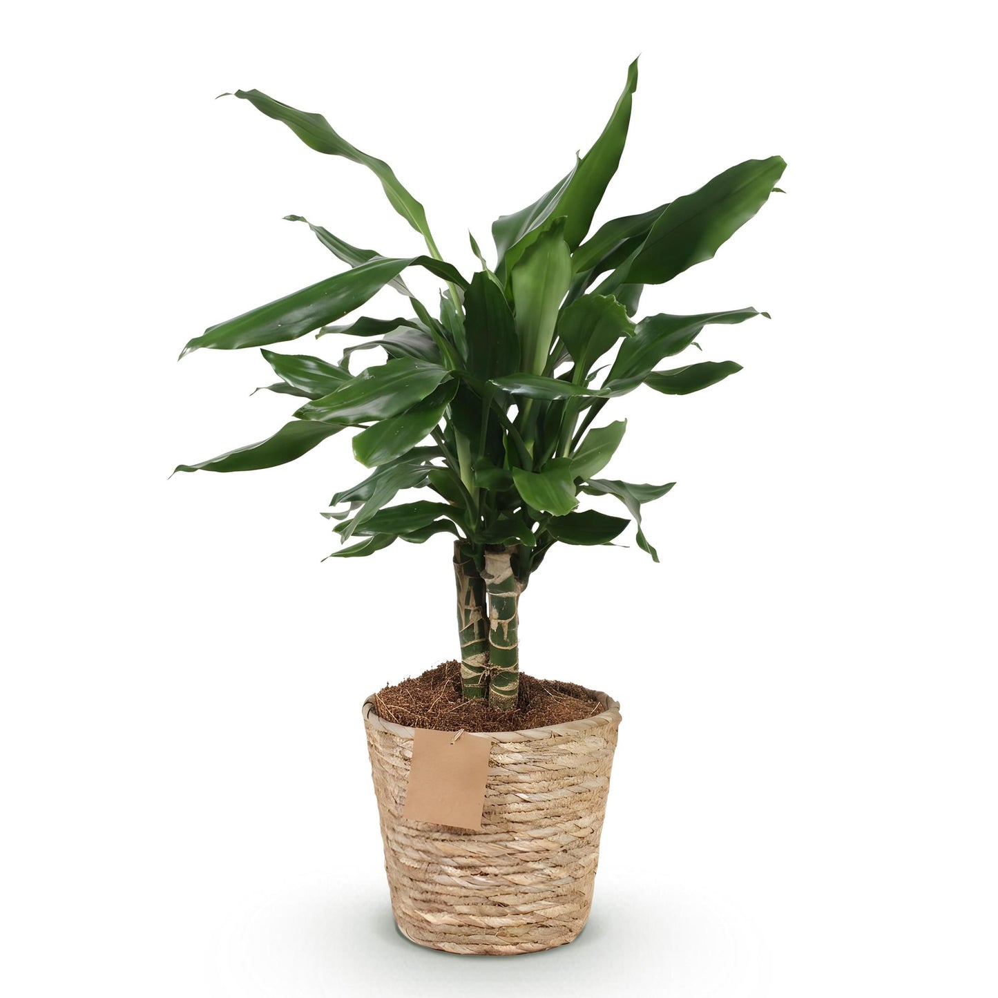 Green boutiQ - Zimmerpflanzen - Dracaena fragrans Steudneri - Drachenblutbaum - Wenig Pflege - mit Korb - Grün - 1 Pflanze - Topf 17cm - Höhe 50-55cm