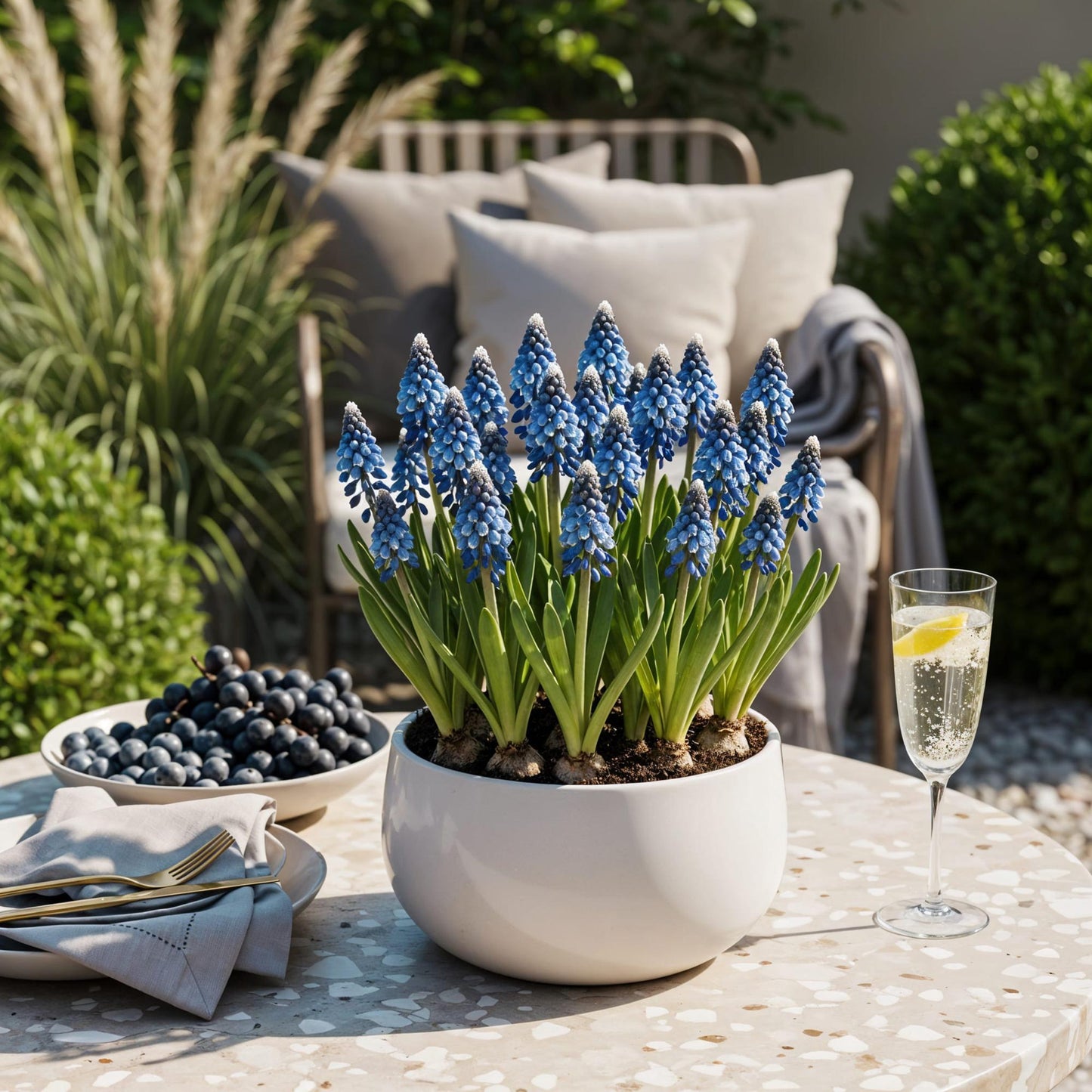 GreenboutiQ - Blumenzwiebeln - Muscari Armeniacum - Farbe Blau - 50 Stück - Zwiebelgröße 8/9 - XXL Pack