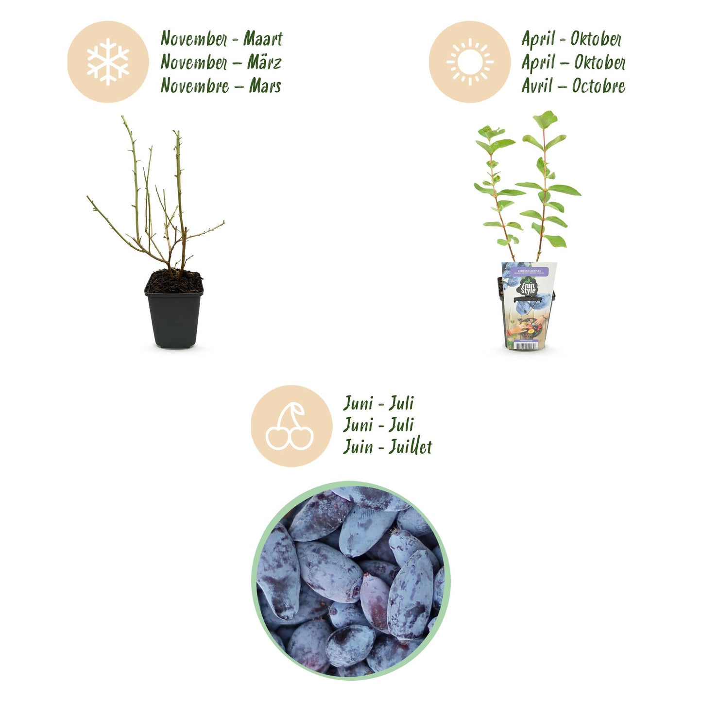 GreenboutiQ - Obstpflanzen - Honigbeere - Lonicera caerulea Kamtschatica - Winterhart - 6 Pflanzen - Topf 9 cm - Blaue Beere