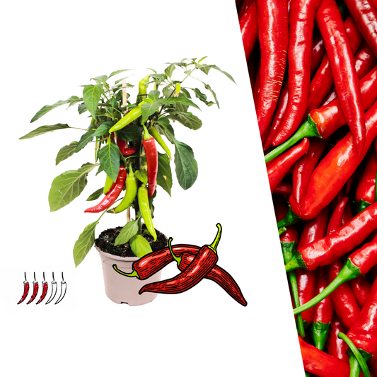 Gemüse pflücken - Rote Paprikapflanze - Ø 14 cm - ↨ 45 cm
