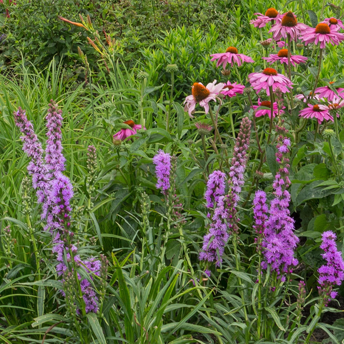 GreenboutiQ - Staudenpaket - Bienen- und Schmetterlingsanziehend - 8 Stauden - Für 1 m2 - Verschiedene Farben - Wenig Pflege - Topf 11cm