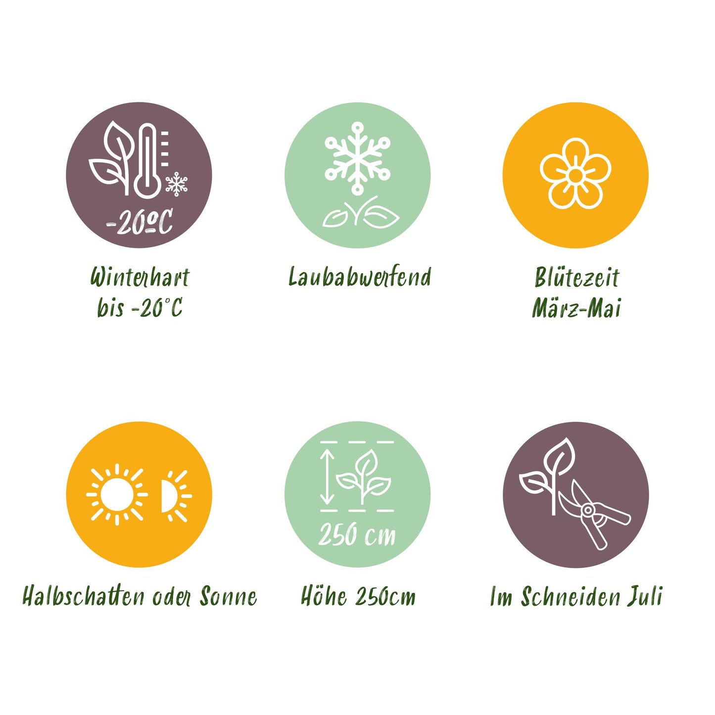 GreenboutiQ - Sträucher - Magnolia Stellata - Blüte Weiß - 1 Pflanze - Laubabwerfend - Wenig Pflege - Topf 17cm Höhe 45cm