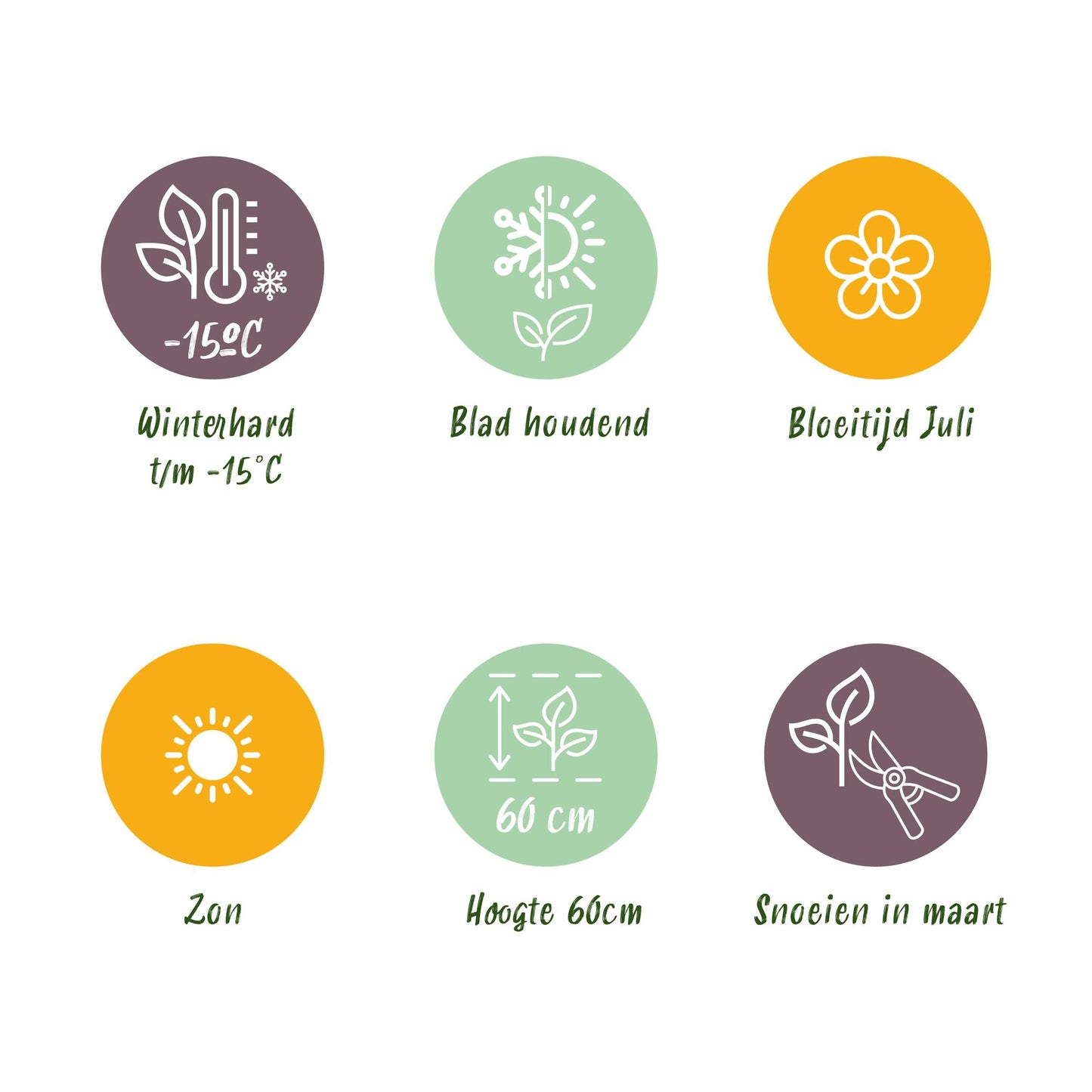 GreenboutiQ - Ziergräser - Uncinia rubra Everflame - Rot - 4 Pflanzen - Immergrün - Wenig Pflege - Topf 17cm Höhe 50cm