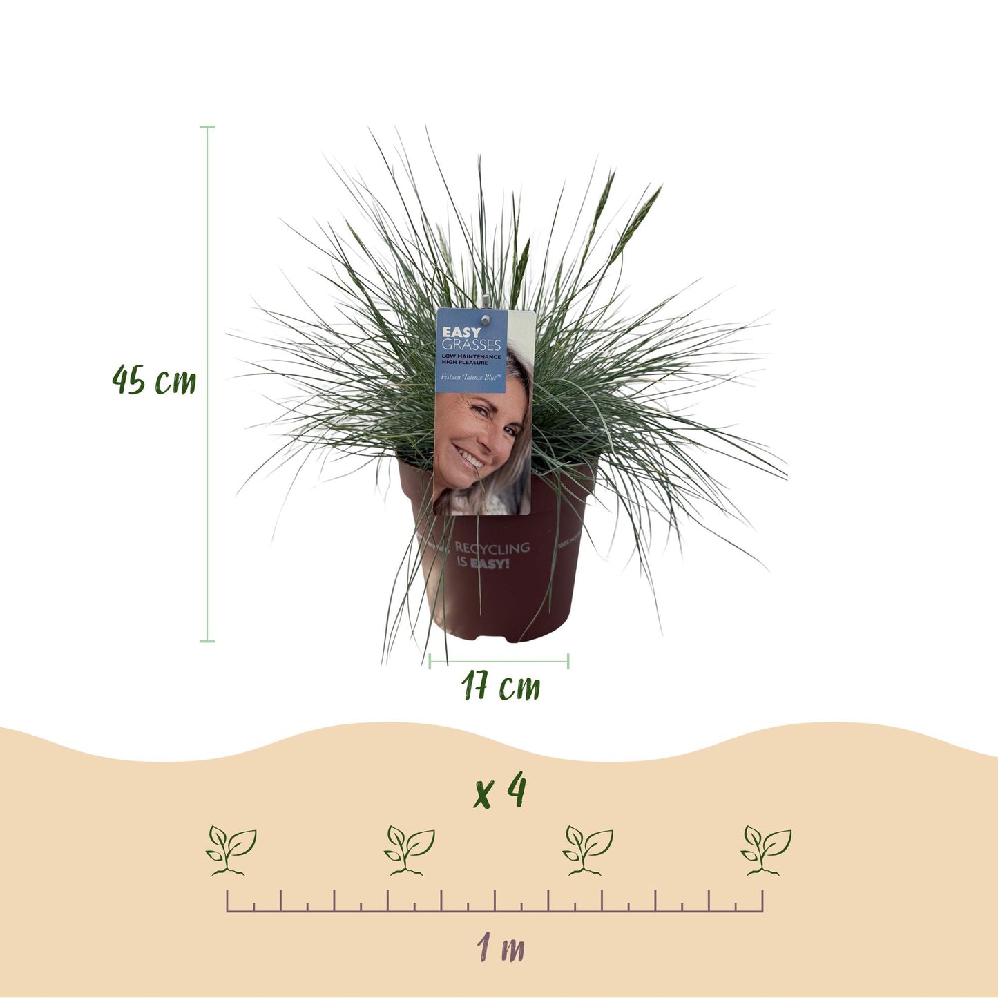 GreenboutiQ - Ziergräser - Festuca glauca Intense Blue - Blau - 4 Pflanzen - Immergrün - Wenig Pflege - Topf 17cm Höhe 50cm