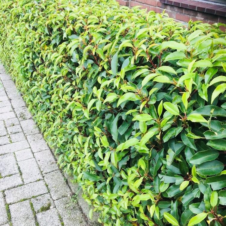 GreenboutiQ - Heckenpflanzen - Prunus lusitanica Angustifolia - Blatt grün - 8 Pflanzen - 1 laufender Meter - immergrün - Topf 9cm Höhe 30-35cm