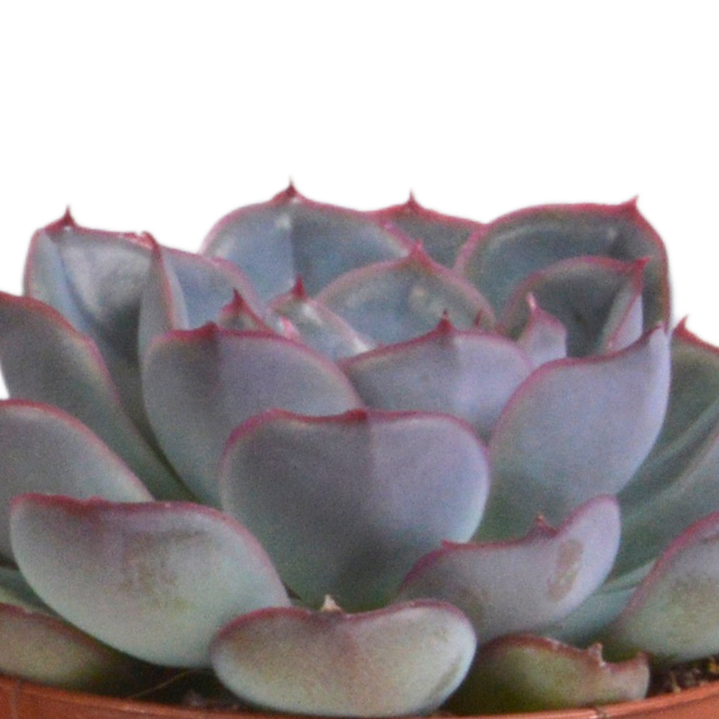 Echeveria-Mischung 8,5 cm - 3x - in terracotta pot
