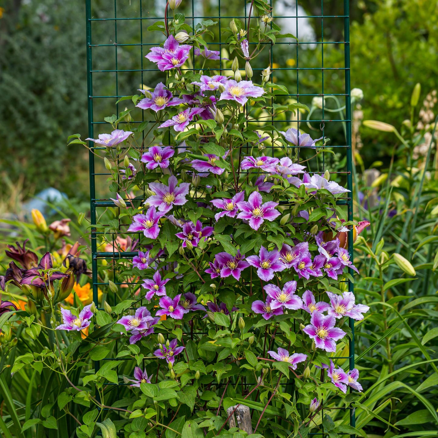 GreenboutiQ - Kletterpflanze - Clematis Piilu - Blüte Rosa - Wenig Pflege - 2 Pflanzen - Topf 11cm Höhe 40cm