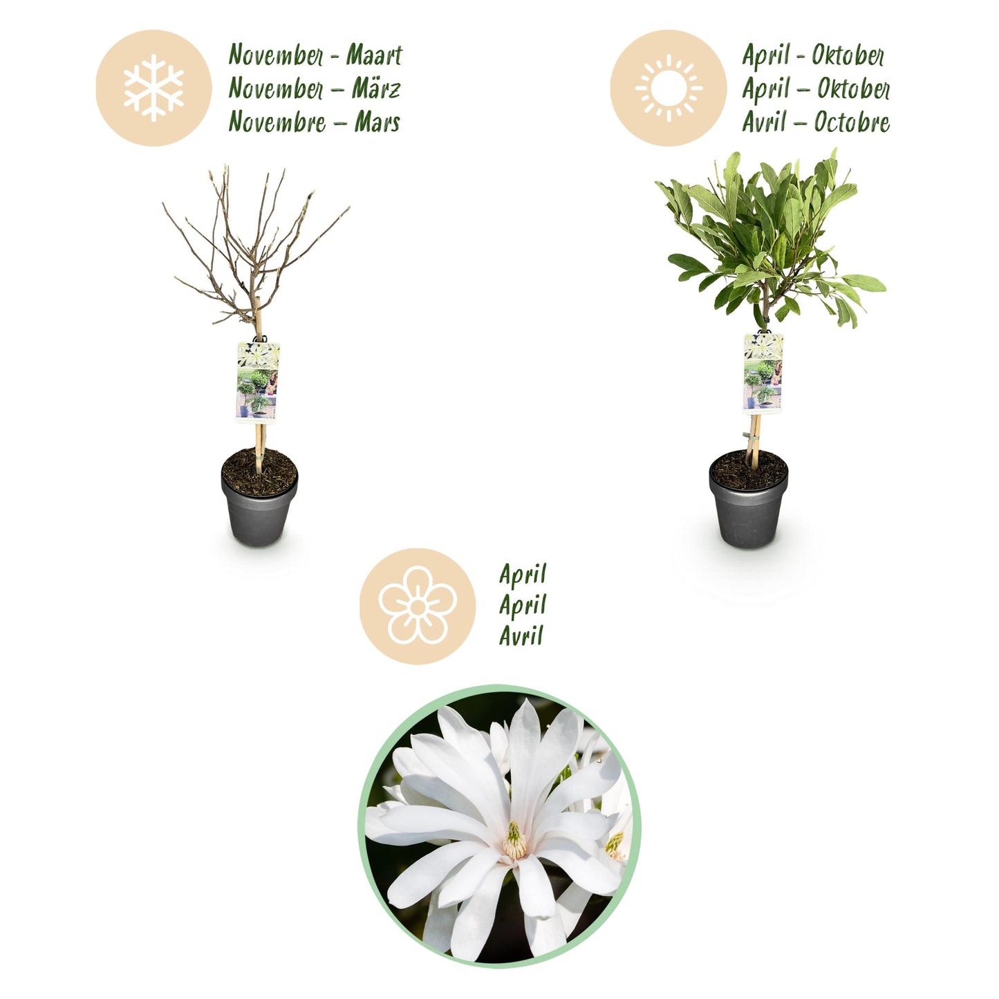 GreenboutiQ - Stamm Pflanze - Magnolia stellata - Terrassenpflanze - Laubabwerfend - Winterhart - Weiße Blüte - Topf 19cm Höhe 90cm