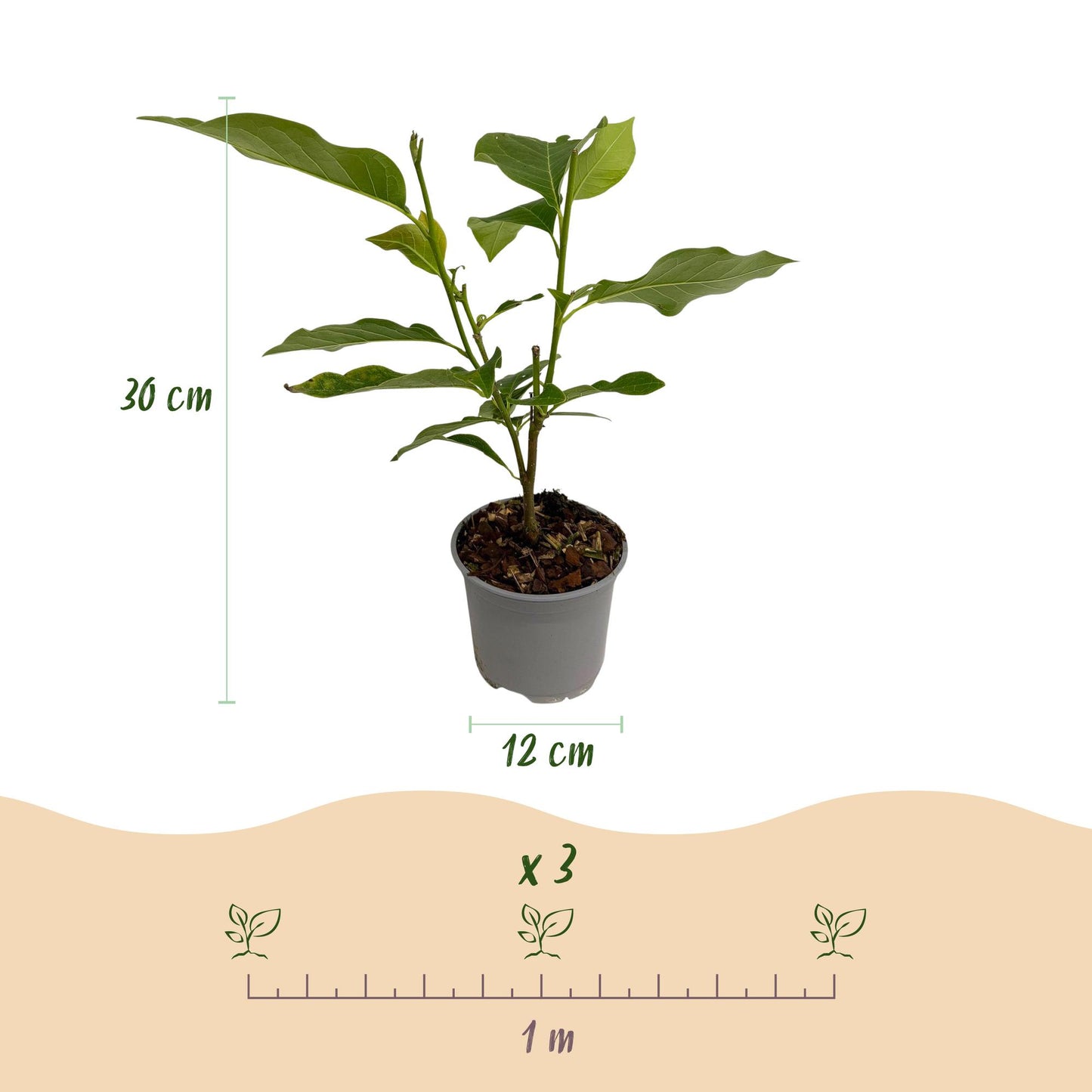 GreenboutiQ - Gartenpflanze - Magnolia sieboldii - Blüte Weiß-Rot - 1 Pflanze - Laubabwerfend - Wenig Pflege - Topf 12cm Höhe 30cm