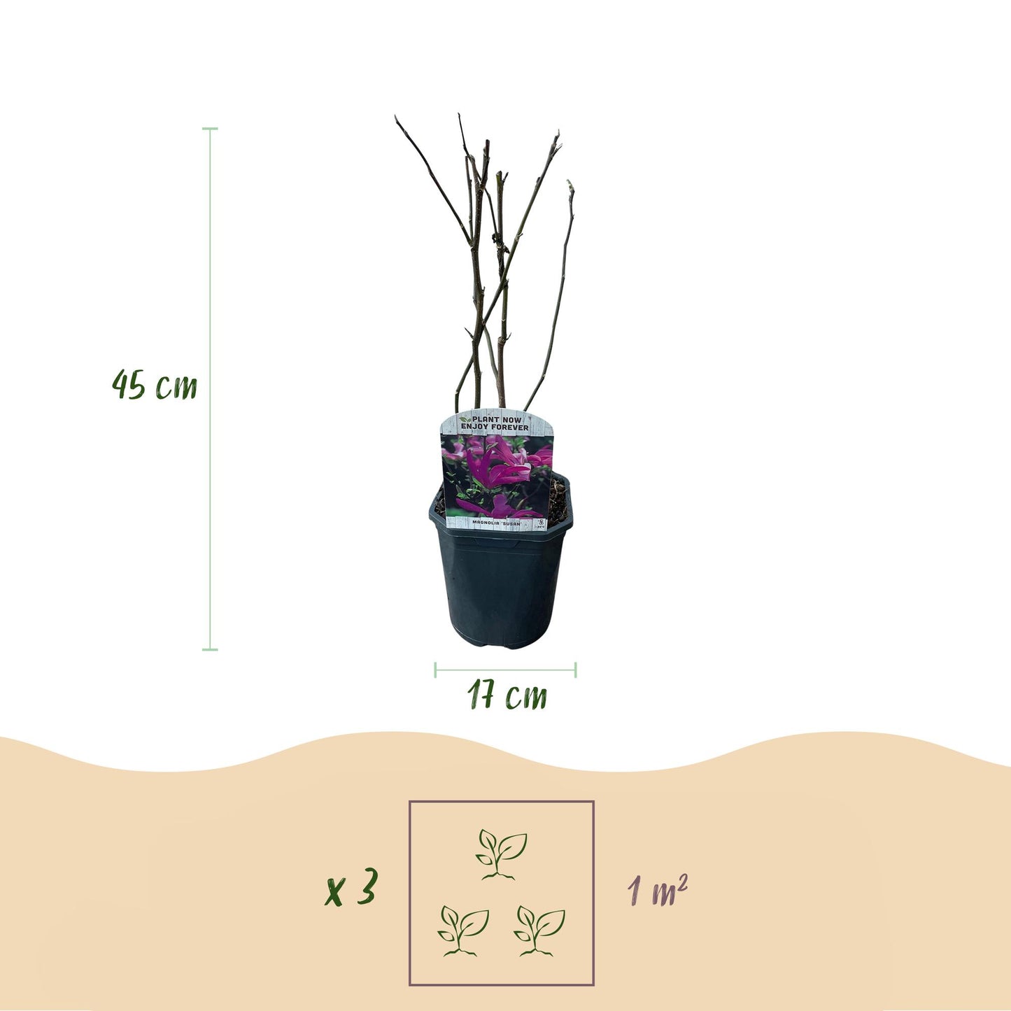 GreenboutiQ - Sträucher - Magnolia Susan - Blumen Dunkelrosa - 1 Pflanze - laubabwerfend - wenig Pflege - Topf 17cm Höhe 45cm