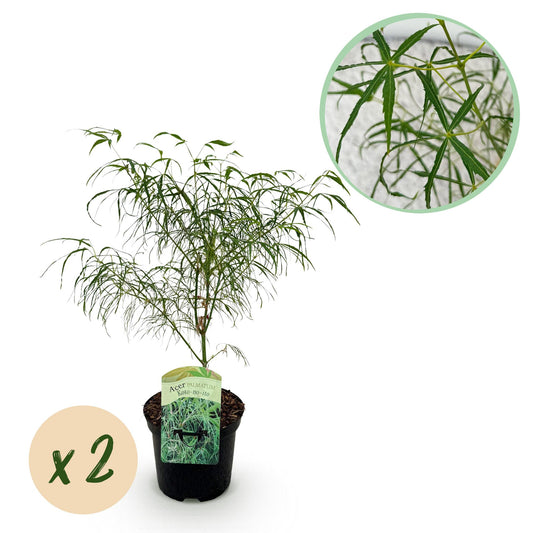 GreenboutiQ - Balkonpflanze - Japanischer Ahorn - Acer palmatum Koto-no-ito - Grün - 2 Pflanzen - Laubabwerfend - Topf 19cm Höhe 70cm