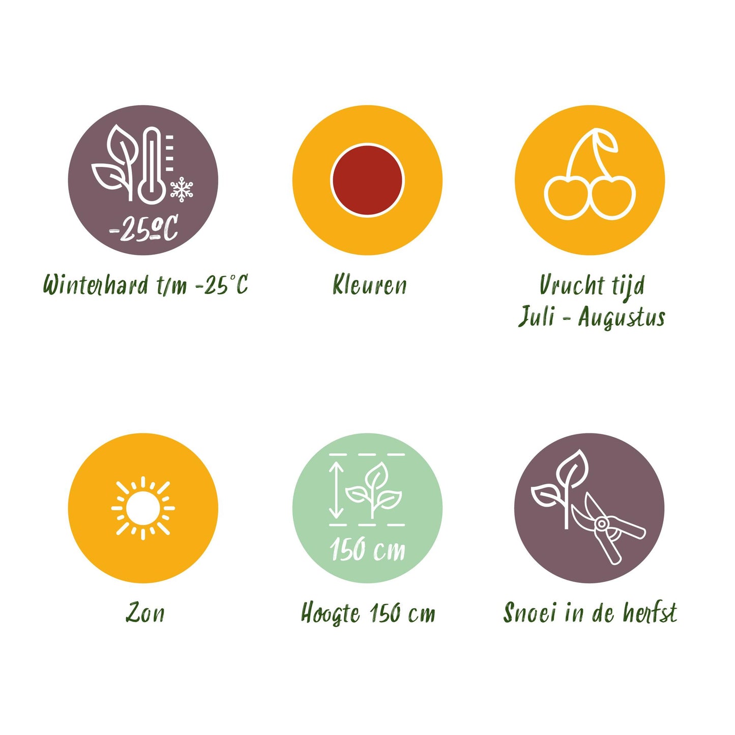 GreenboutiQ - Obstpflanzen - Stachelbeere - Ribes uva-crispa Hinnonmaki Rod - Winterhart - 3 Pflanzen - Topf 9 cm - Rote Beere