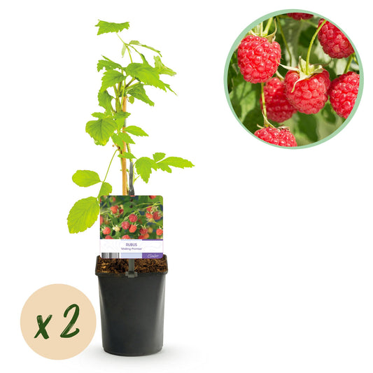 GreenboutiQ - Obstpflanze - Himbeere - Rubus Mailing Promise - Rote Himbeere - 2 Pflanzen - Topf 11cm Höhe 40cm