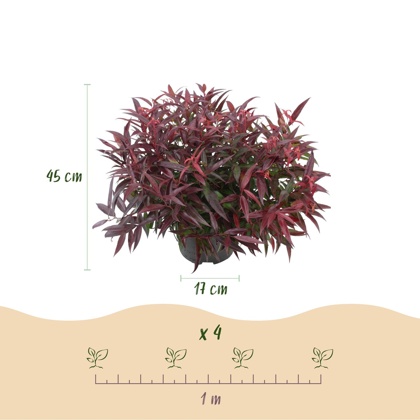 GreenboutiQ - Gartenpflanze - Leucothoe Burning Love - Rot - 2 Pflanzen - Immergrün - Wenig Pflege - Topf 17cm Höhe 45cm