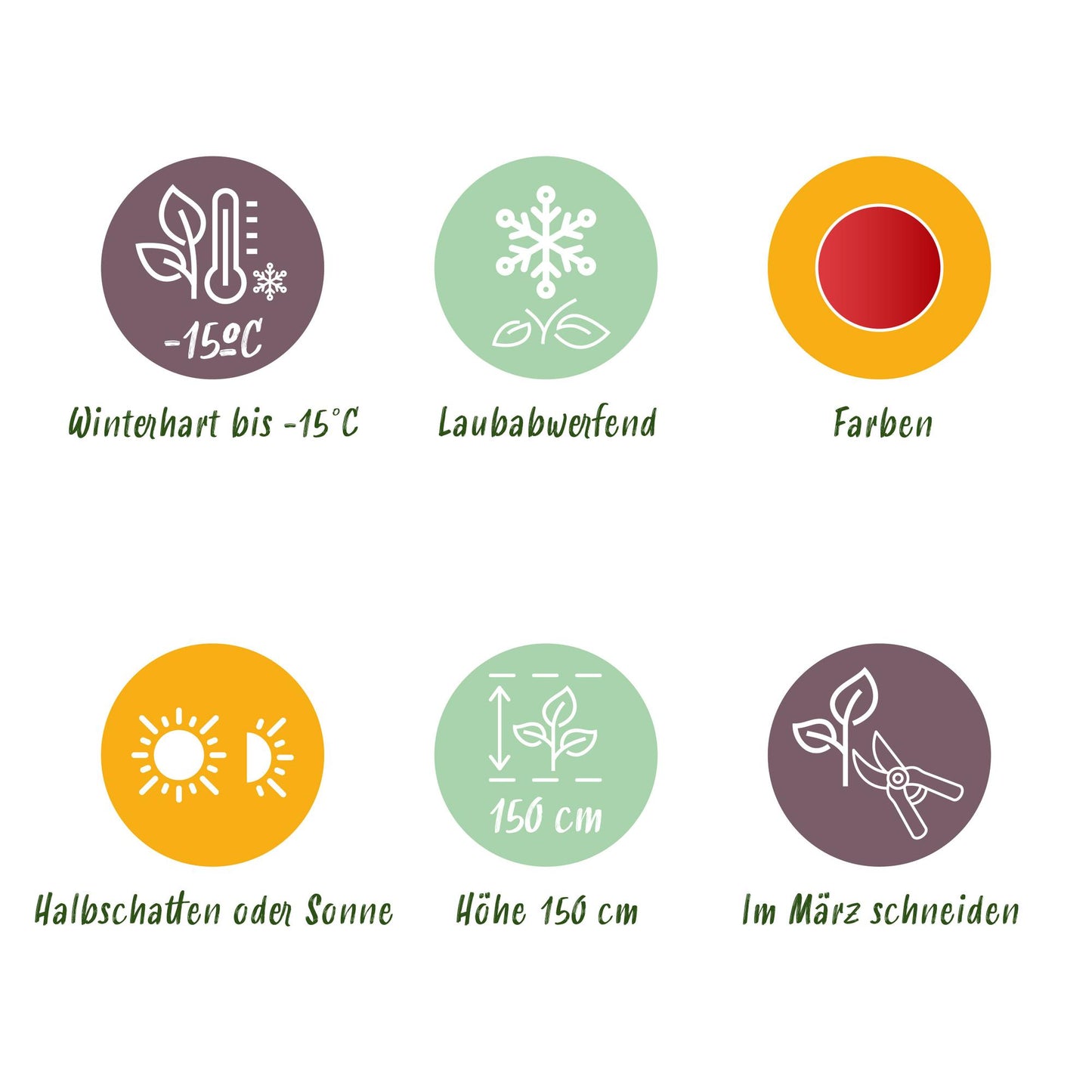 GreenboutiQ - Balkonpflanze - Japanischer Ahorn - Acer palmatum Shaina - Rot - 1 Pflanze - Laubabwerfend - Topf 19cm Höhe 70cm