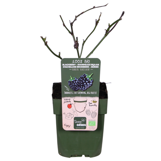 Rubus fruticosus 'Black Satin' - Dornenlose Brombeere - Ø13cm - ↕45cm