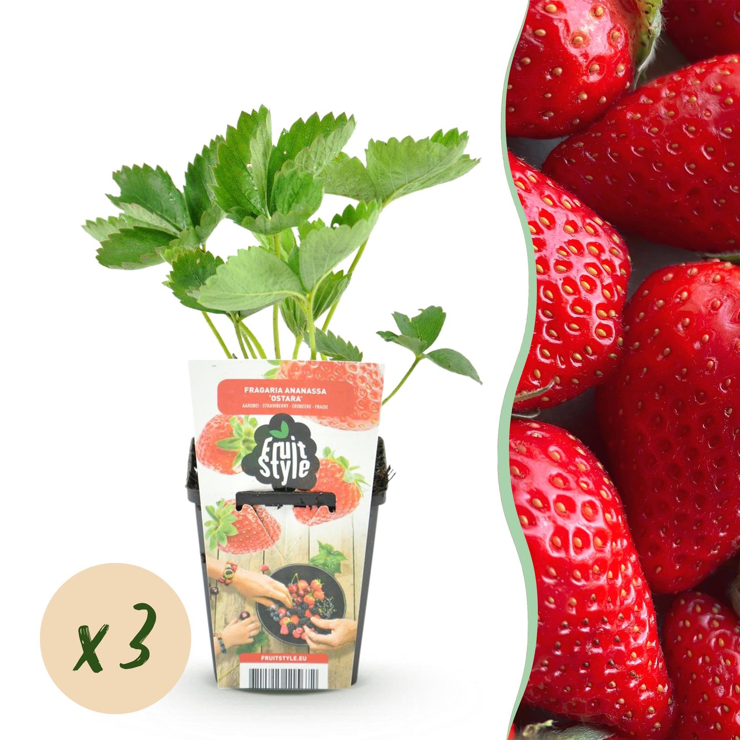 GreenboutiQ - Obstpflanzen - Erdbeere - Fragaria Elsanta - Winterhart - 3 Pflanzen - Topf 9 cm - Rote Erdbeere
