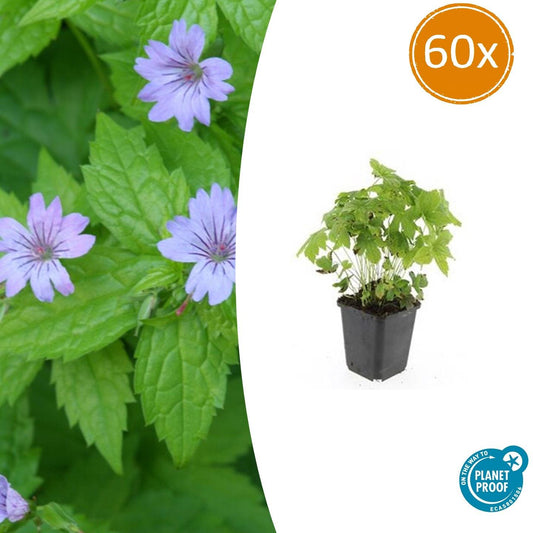 60x Geranium nodosum - ↕10-25cm - Ø9cm