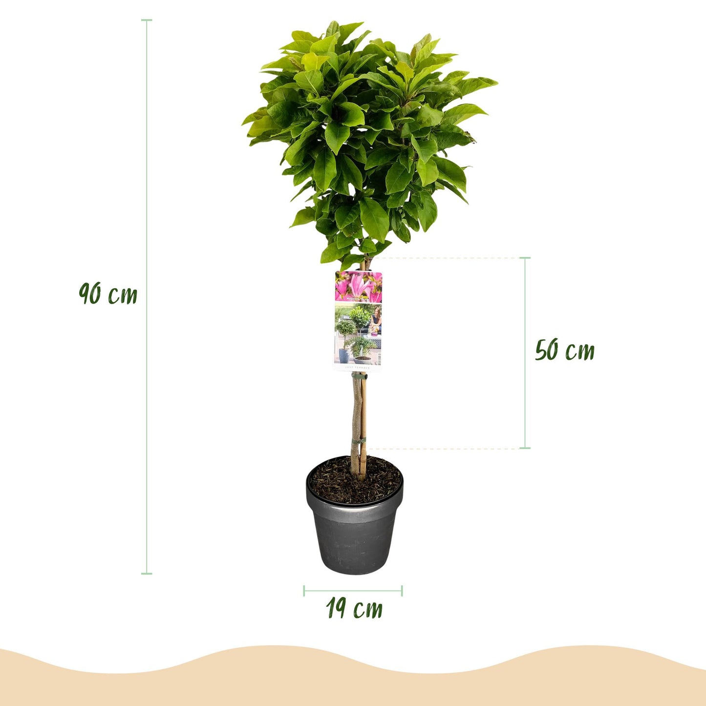 GreenboutiQ - Stamm-Pflanze - Magnolia Susan - Terrassenpflanze - Laubabwerfend - Winterhart - Rosa Blüte - Topf 19cm Höhe 90cm