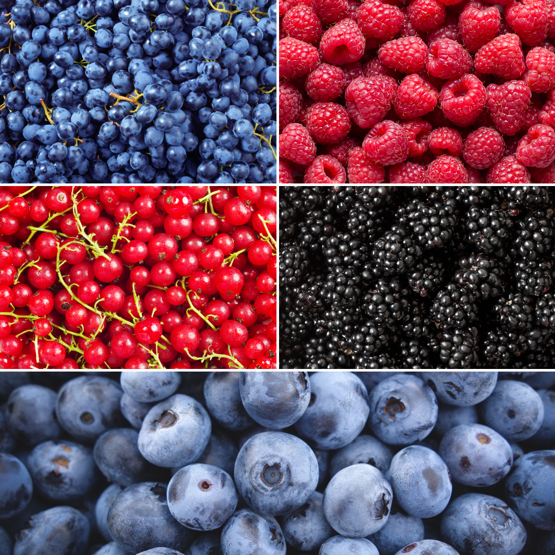 "Fruchtoase" BIO Obstpflanzen set im mix von 5 verschiedene Sorten