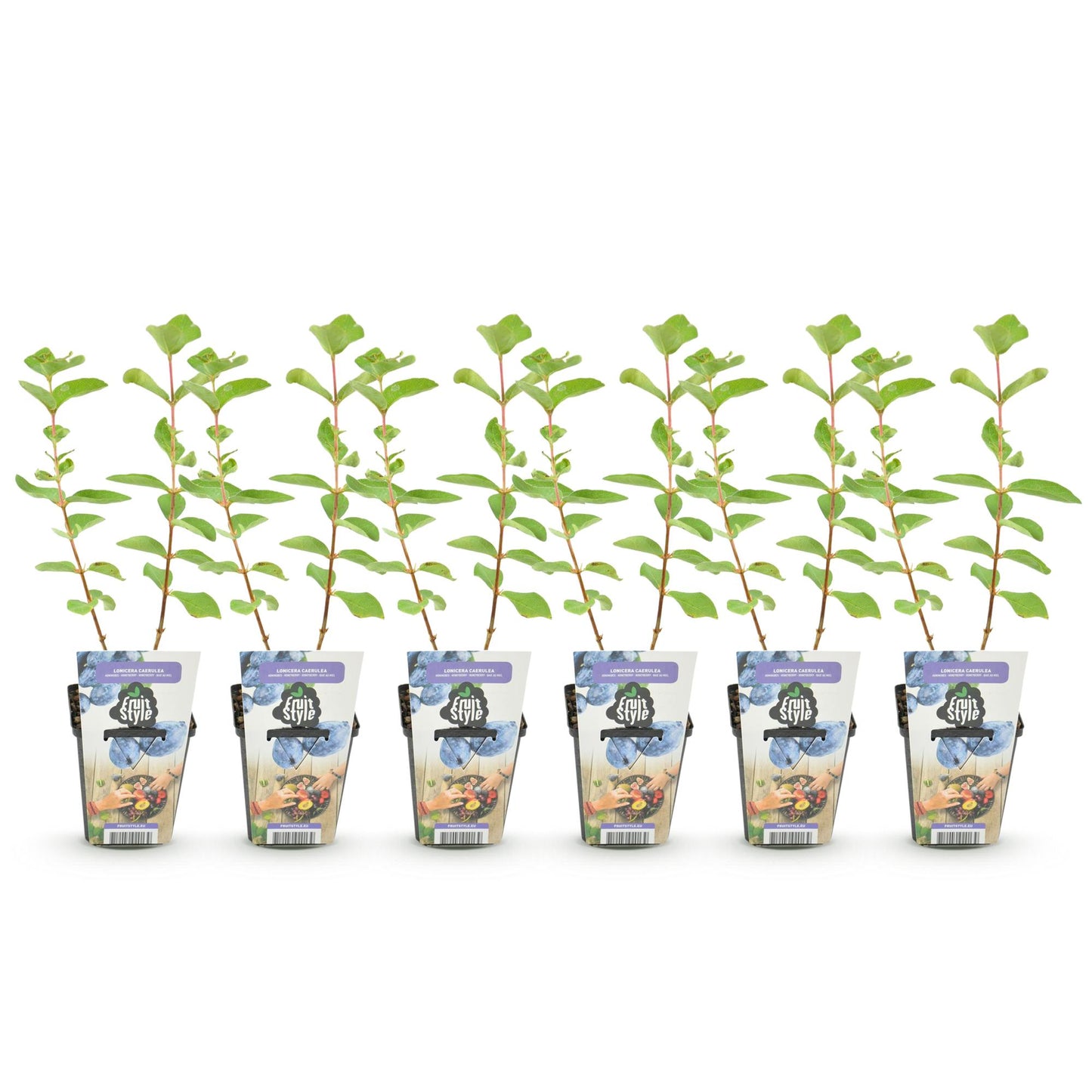 GreenboutiQ - Obstpflanzen - Honigbeere - Lonicera caerulea Kamtschatica - Winterhart - 6 Pflanzen - Topf 9 cm - Blaue Beere
