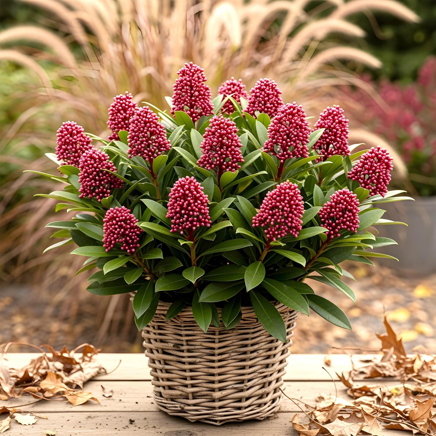 GreenboutiQ - Terrassenpflanze - Skimmia japonica Rubella - Boem Rot - 15+ Blüten - 3 Pflanzen - Winterhart - Topf 15cm Höhe 30cm