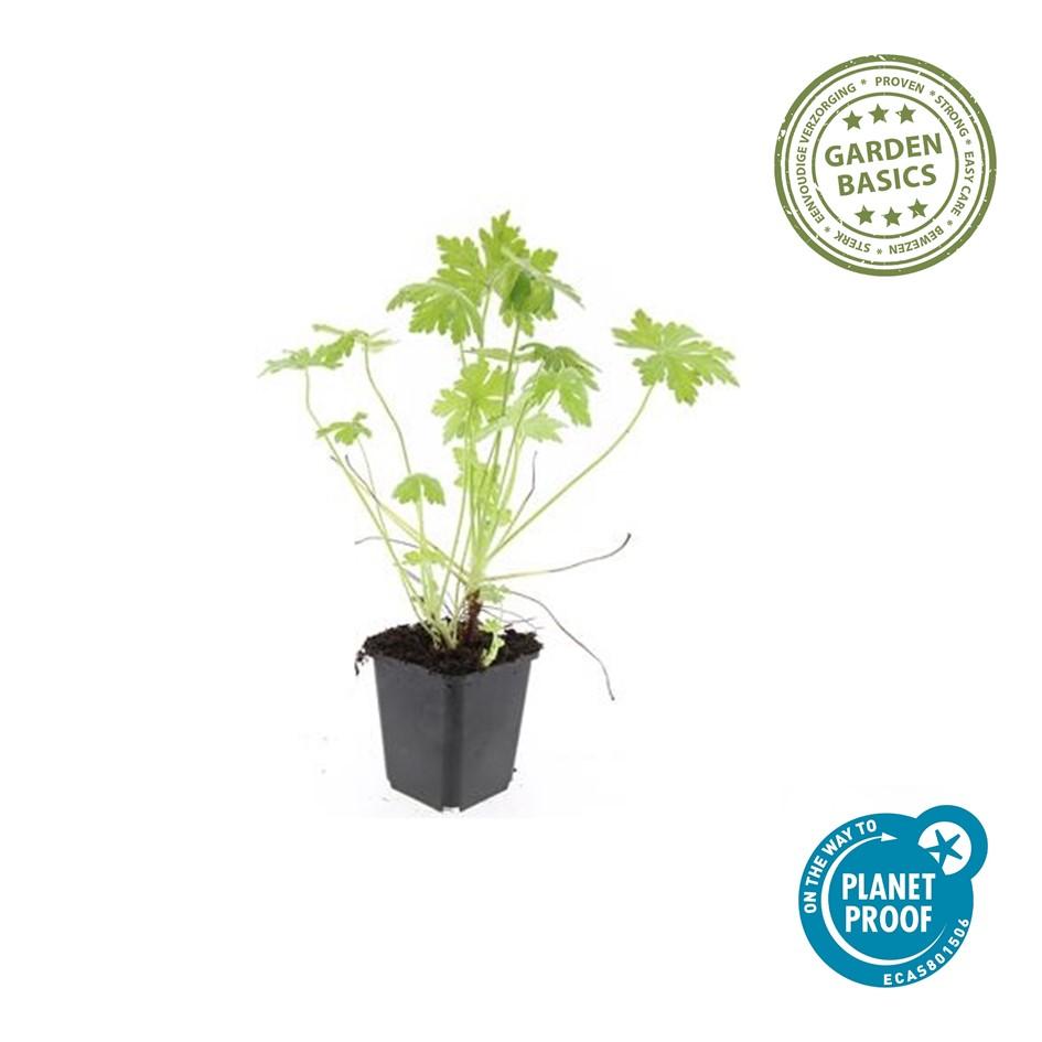 60x Geranium macrorrhizum - ↕10-25cm - Ø9cm