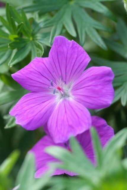 40x Geranium 'Tiny Monster' - ↕10-25cm - Ø9cm