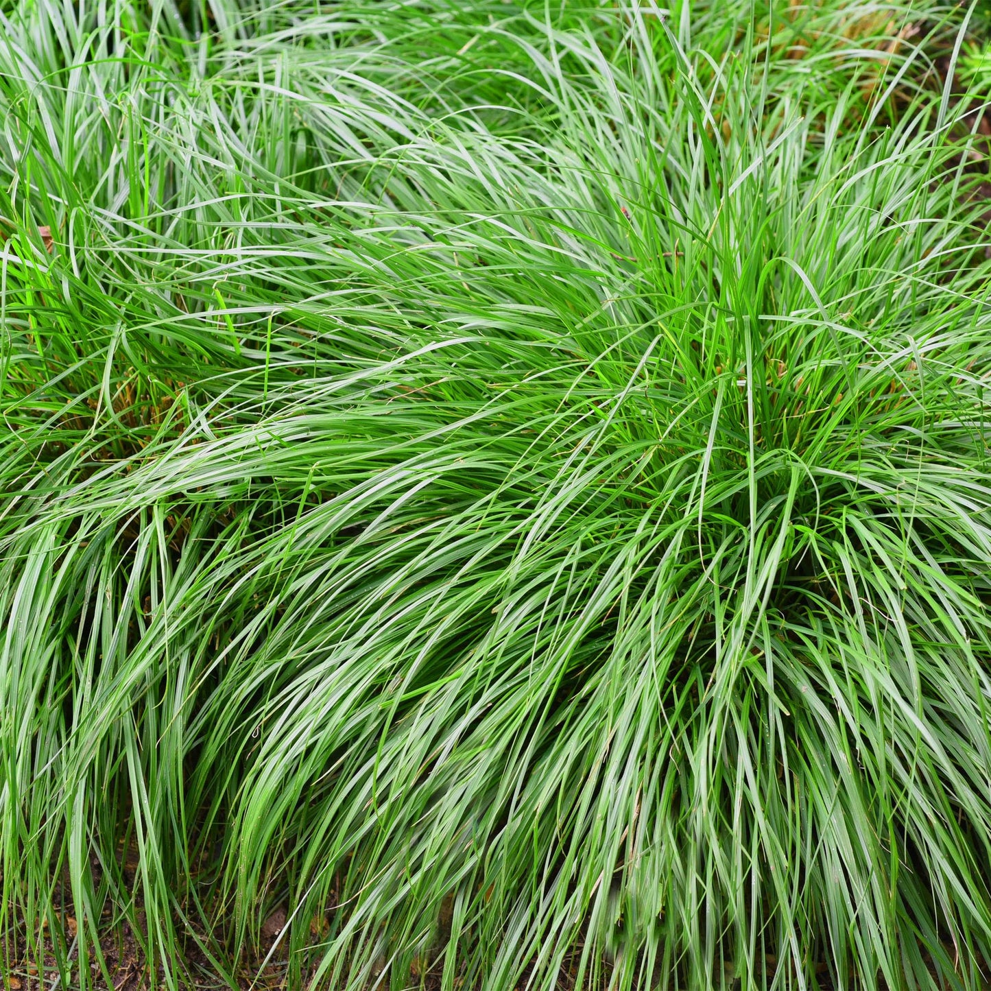 GreenboutiQ - Ziergräser - Carex oshimensis Intense Green - Grün - 2 Pflanzen - Immergrün - Wenig Pflege - Topf 17cm Höhe 50cm