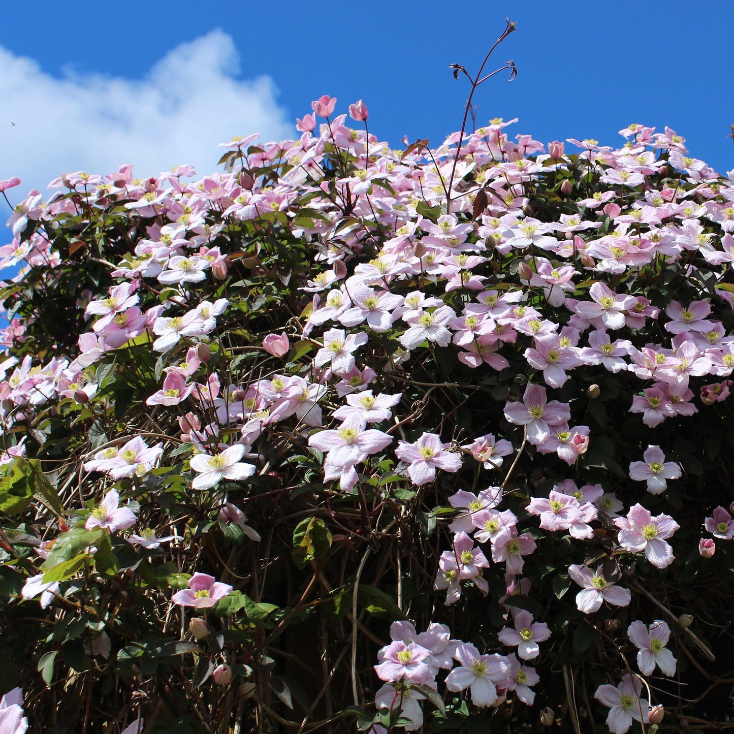 GreenboutiQ - Kletterpflanze - Clematis montana Rubens - Blüte Rosa - Frühblühend - Wenig Pflege - 2 Pflanzen - Topf 11cm Höhe 40cm