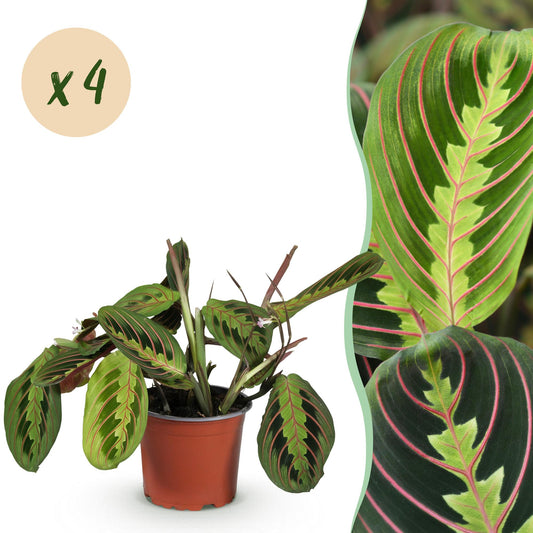 Green boutiQ - Zimmerpflanze - Maranta Fascinator Tricolour - Gebets Pflanze - Haustierfreundlich - Grün - 4 Pflanzen - Topf 12cm - Höhe 30-35cm