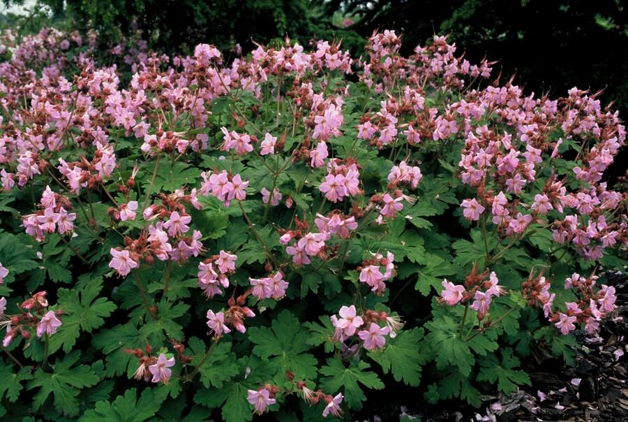 40x Geranium macr. 'Ingwersen's Var.' - ↕10-25cm - Ø9cm