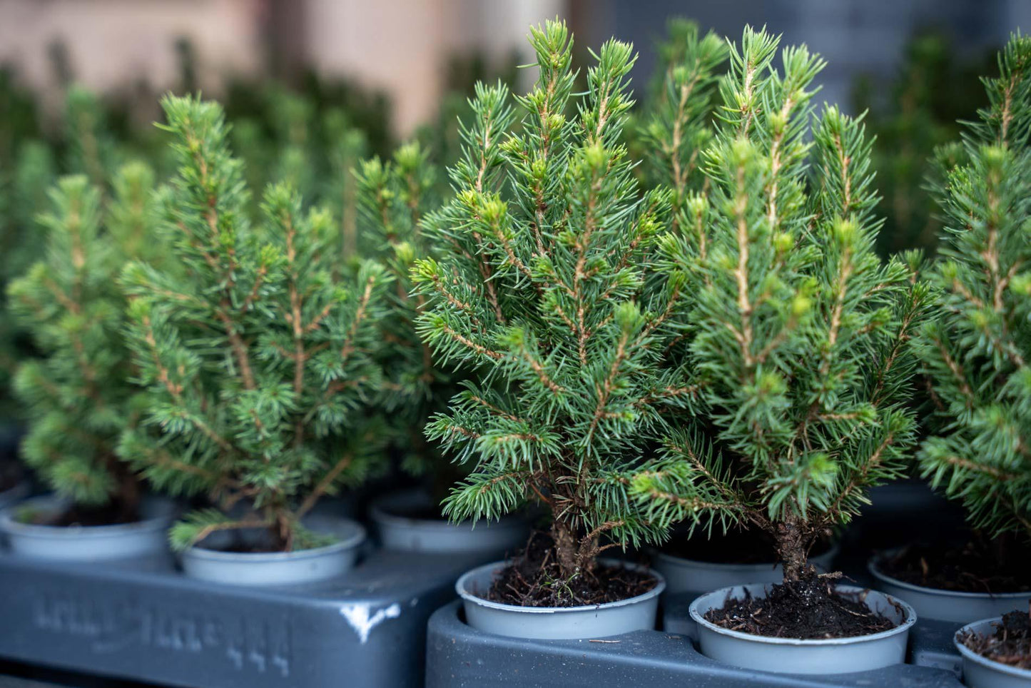 3x Mini-kerstboom - ↑15-20 cm - Ø 6 cm Picea Glauca Perfecta