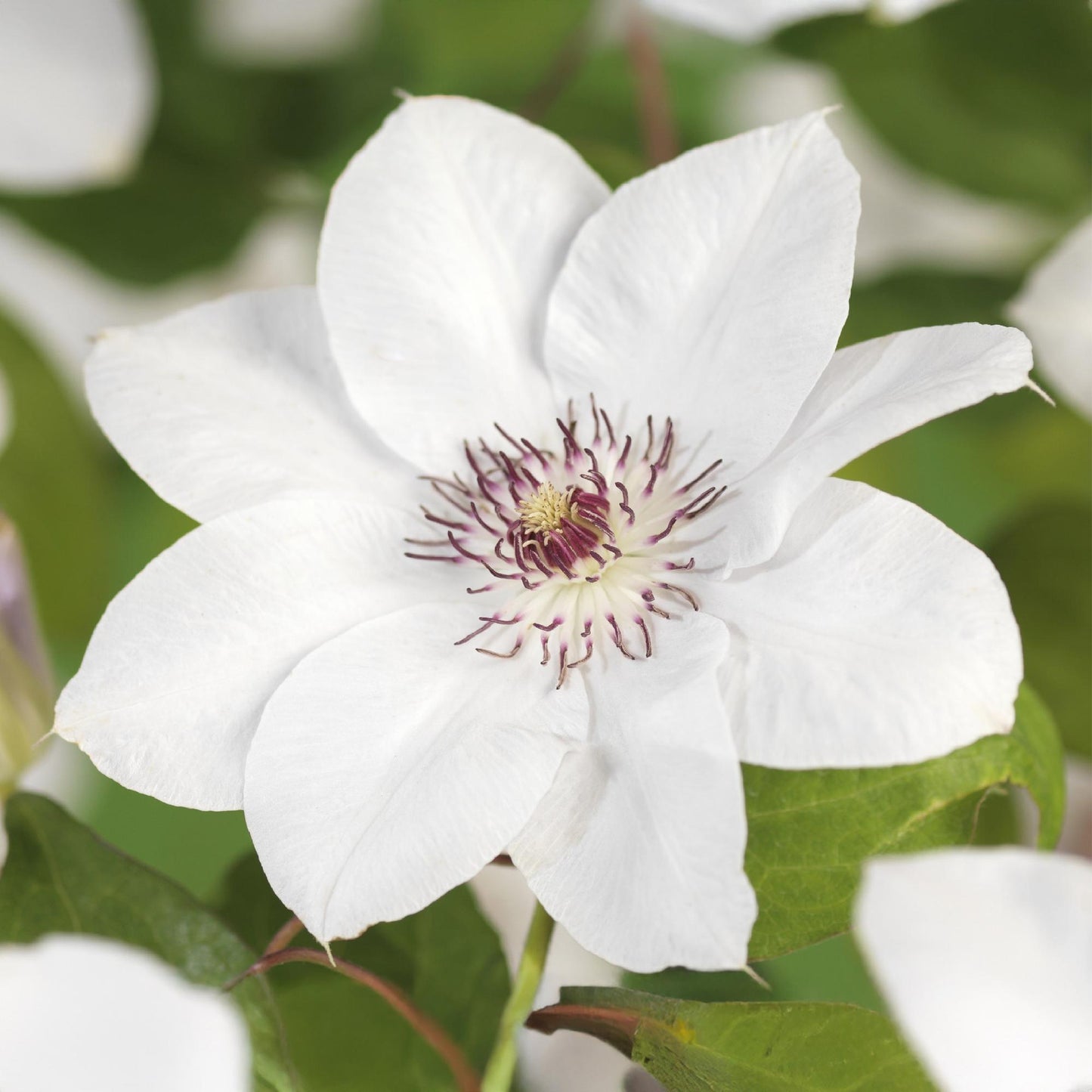 GreenboutiQ - Kletterpflanze - Clematis Miss Bateman - Blüte Rosa - Wenig Pflege - 2 Pflanzen - Topf 11cm Höhe 40cm