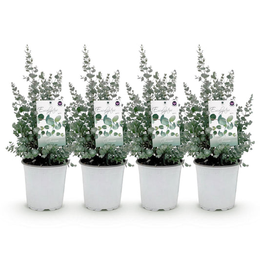GreenboutiQ - Terrassenpflanze - Eukalyptusbaum - Eucalyptus gunni - Grau - 4 Pflanzen - Winterhart - Topf 17cm Höhe 40cm