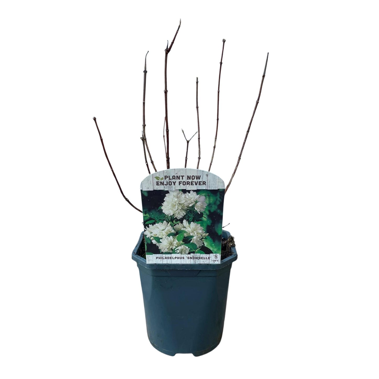 GreenboutiQ - Bauernjasmin - Philadelphus Snowbelle - Blüte Weiß - 1 Pflanze - Laubabwerfend - Wenig Pflege - Topf 17cm Höhe 45cm