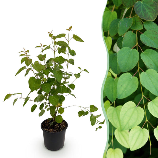 GreenboutiQ - Gartenpflanze - Cercidiphyllum japonicum - Grün 1 Pflanze - Laubabwerfend - Wenig Pflege - Topf 12cm Höhe 35cm