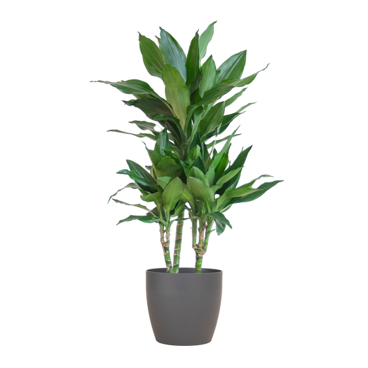 Dracaena  Janet Lindt mit Viber grau - 95cm - Ø21