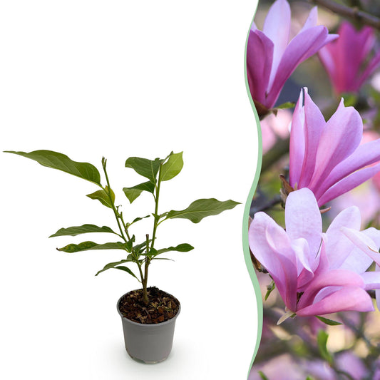 GreenboutiQ - Gartenpflanze - Magnolia Betty - Blüte Weiß - 1 Pflanze - Laubabwerfend - Wenig Pflege - Topf 12cm Höhe 30cm