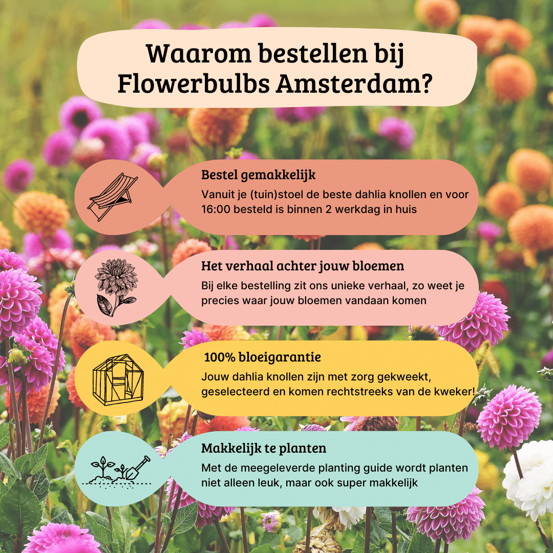 Flowerbulbs Amsterdam - 12 Dahlien mystery day knollen für 2 m², großblumige ausstrahlung