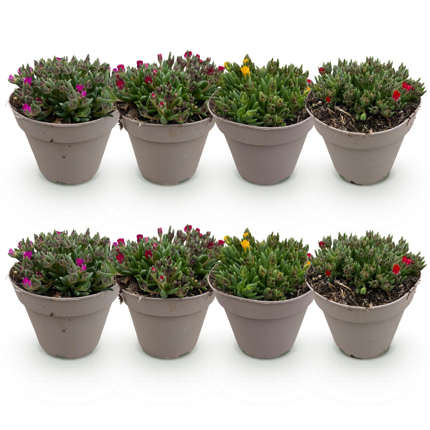 GreenboutiQ - Bodendecker - Winterhart - Delosperma - 8 Pflanzen - Farben Rot - Gelb - Lila - Rosa - Wenig Pflege - Topf 14cm Höhe 17cm