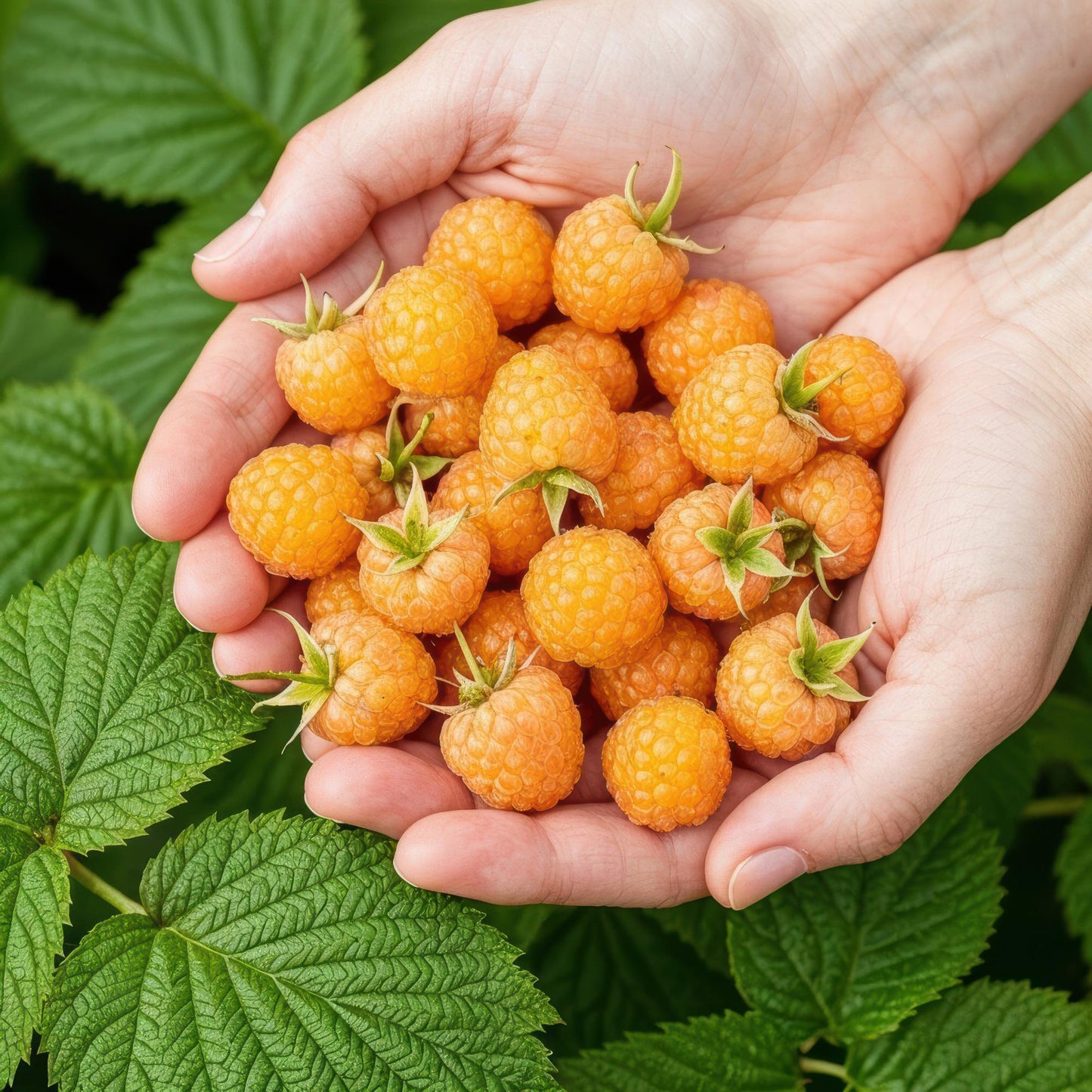 GreenboutiQ - Obstpflanzen - Himbeere - Rubus idaeus Fallgold - Winterhart - 6 Pflanzen - Topf 9 cm - Gelbe Himbeere