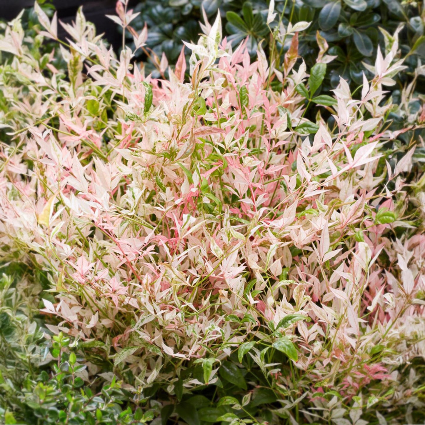 GreenboutiQ - Gartenpflanze - Nandina Twilight - Bunt & Rosa - 2 Pflanzen - Immergrün - Wenig Pflege - Topf 17cm Höhe 45cm
