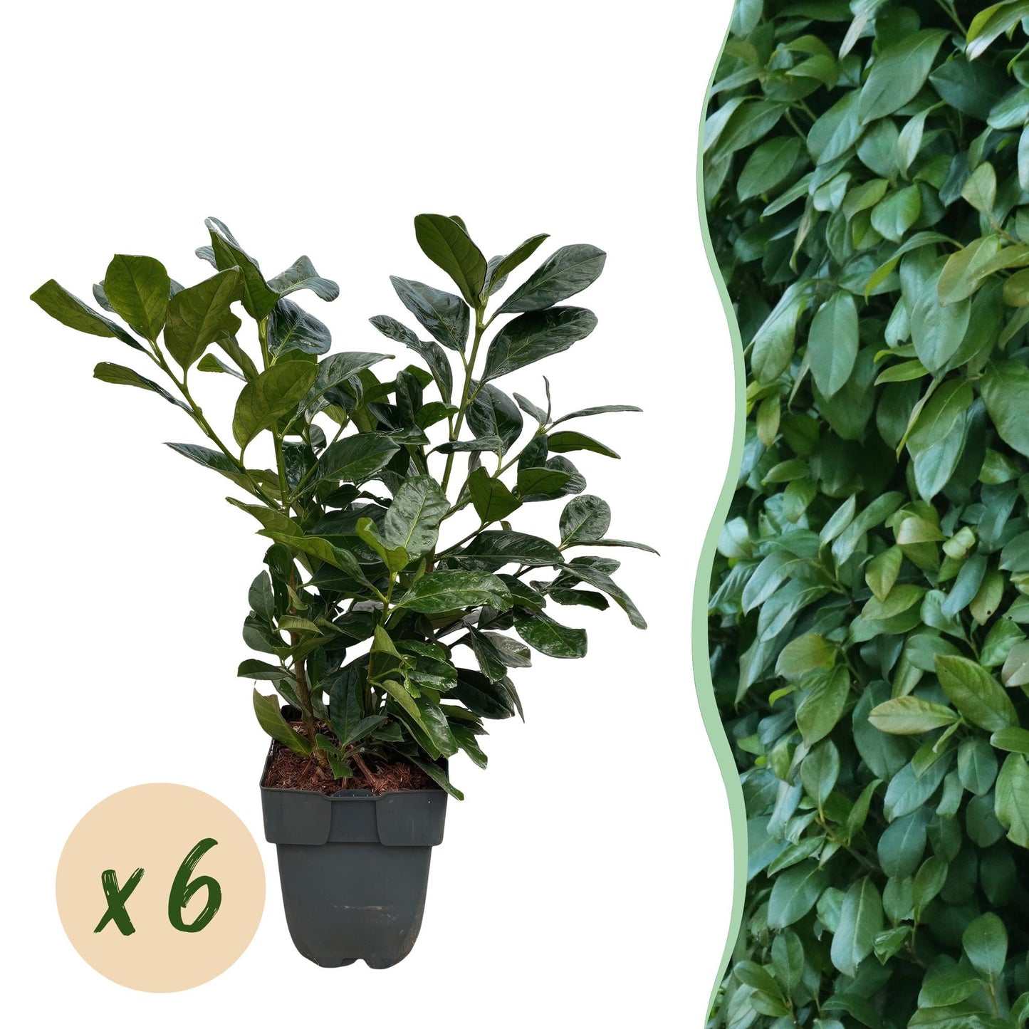 GreenboutiQ - Heckenpflanzen - Prunus laurocerasus Etna - Blatt grün - 6 Pflanzen - 1 laufender Meter - immergrün - Topf 17cm Höhe 50cm