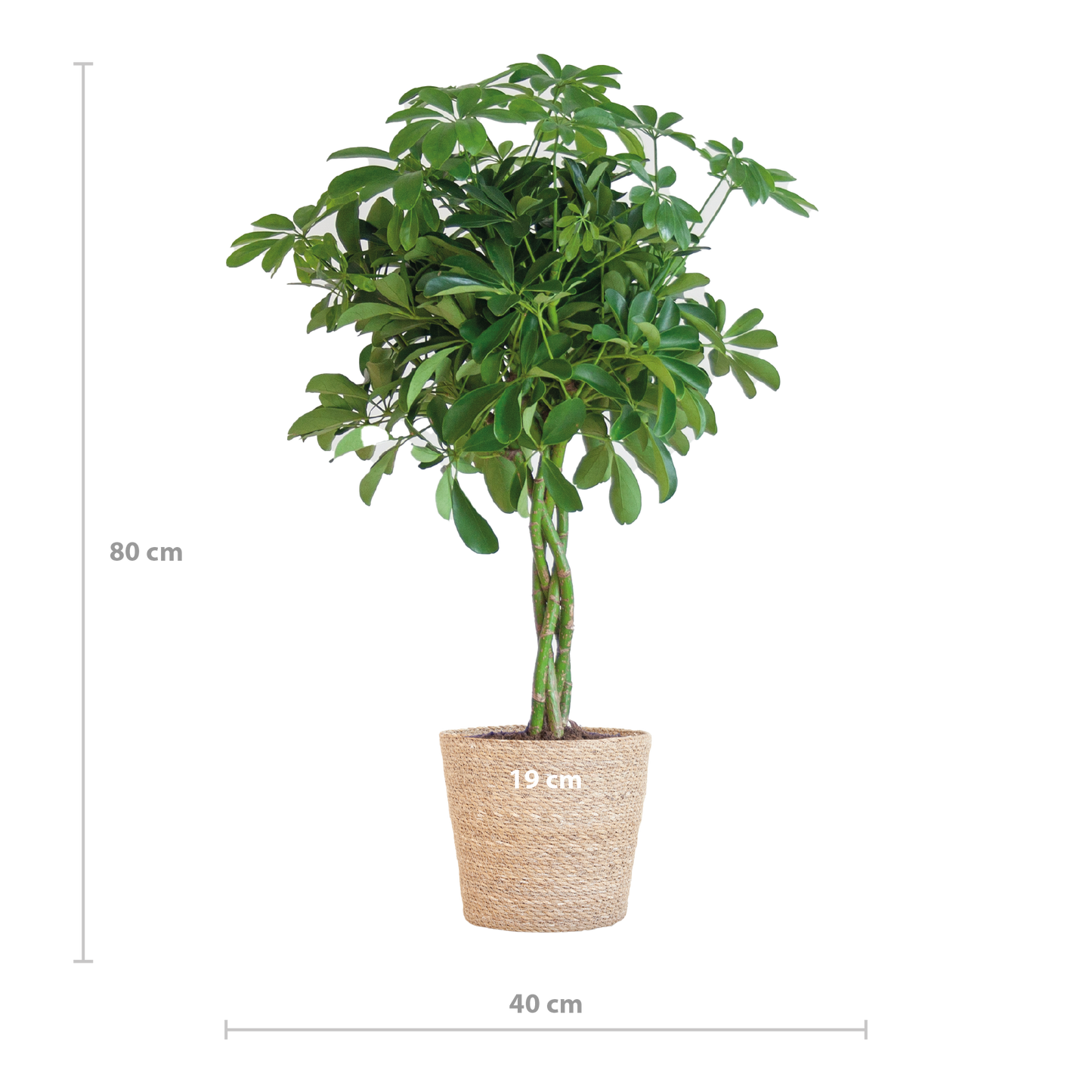 Schefflera Arab Nora mit Korb Sofia natur - 70cm - Ø21